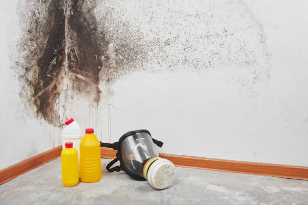 Best Basement Mold Remediation in Shallowater, TX