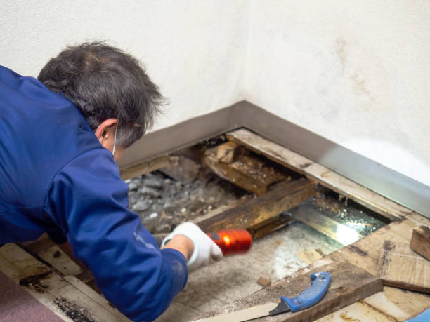 Best Basement Mold Remediation in Shallowater, TX