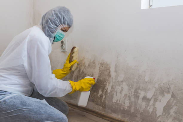 Professional Mold Remediation in Shallowater, TX