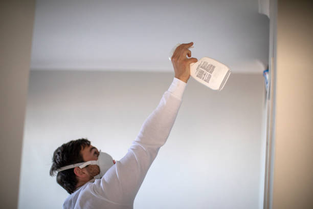 Best White Mold Remediation in Shallowater, TX