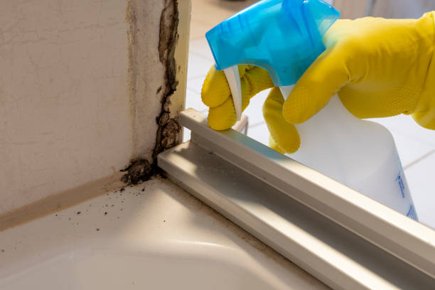 Best Post-Flood Mold Remediation in Shallowater, TX