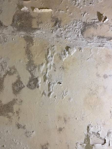 Best Kitchen Mold Remediation in Shallowater, TX