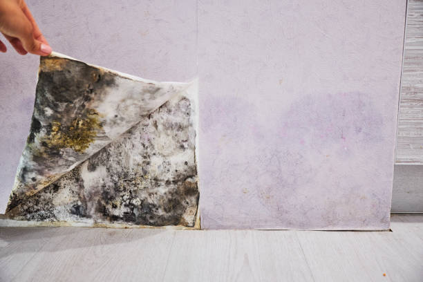 Best Black Mold Remediation in Shallowater, TX